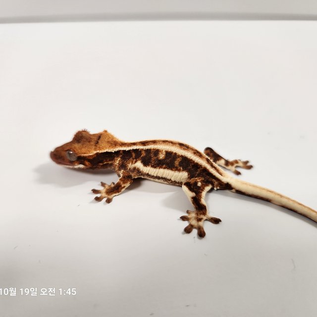 릴리화이트 트라이