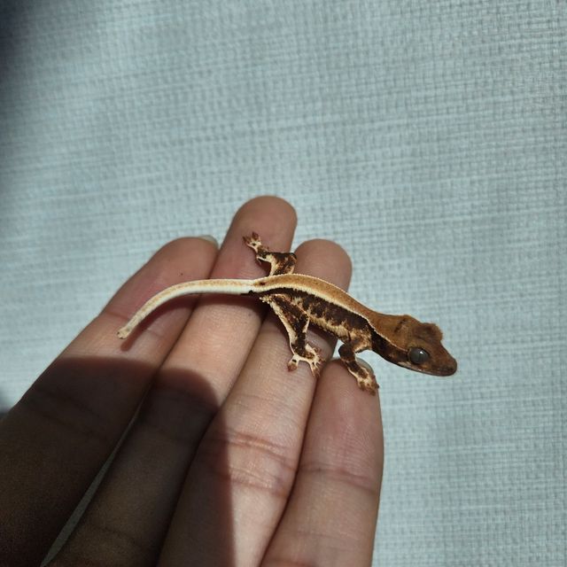 프라푸치노