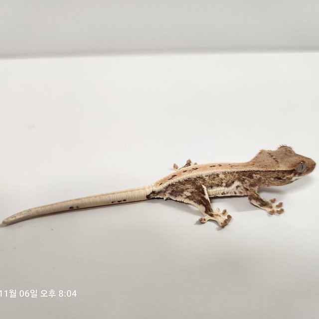 크림시클 릴리화이트