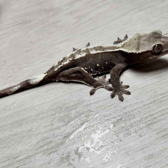 아잔틱