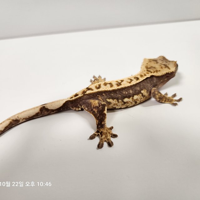 풀핀 쿼드 100%헷아잔틱