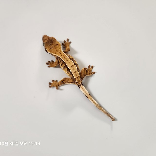 텐저린 드리피 트라이 익스트림할리퀸