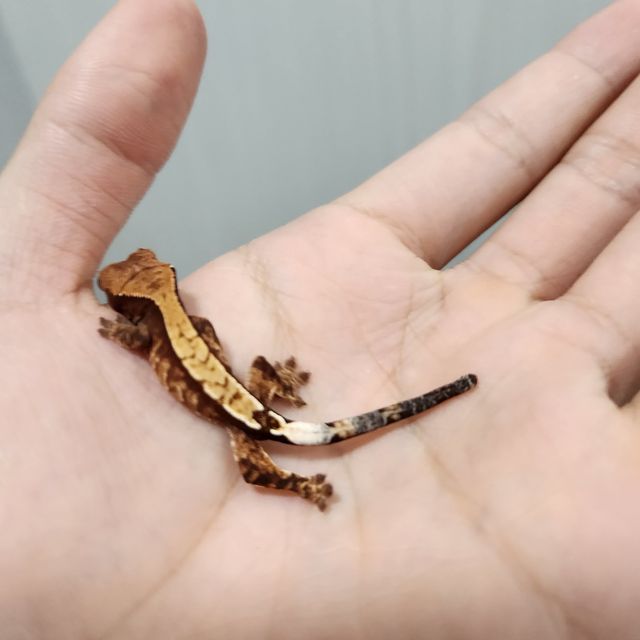 카푸치노