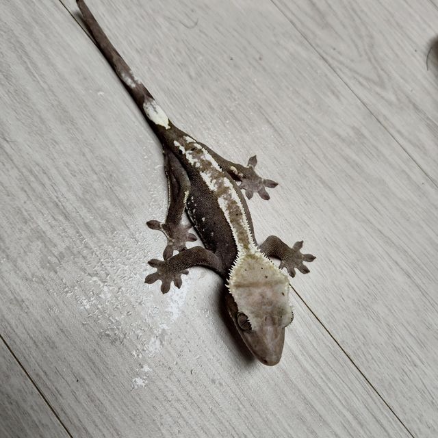 아잔틱