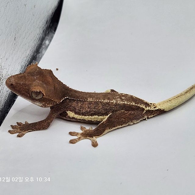 레드 팬텀 릴리화이트