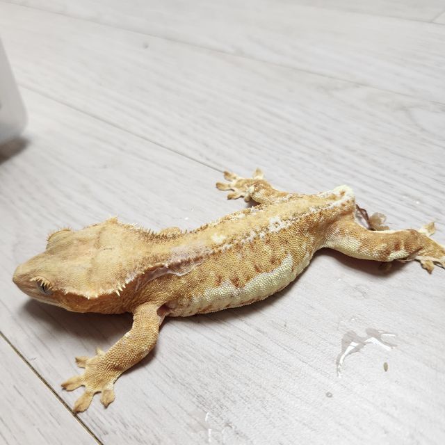 크림 옐로우 팬텀 릴리화이트