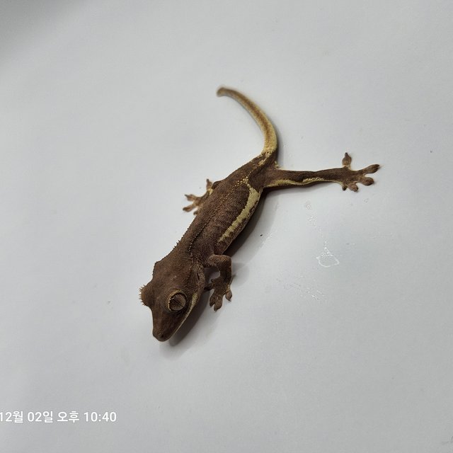 레드 팬텀 릴리화이트