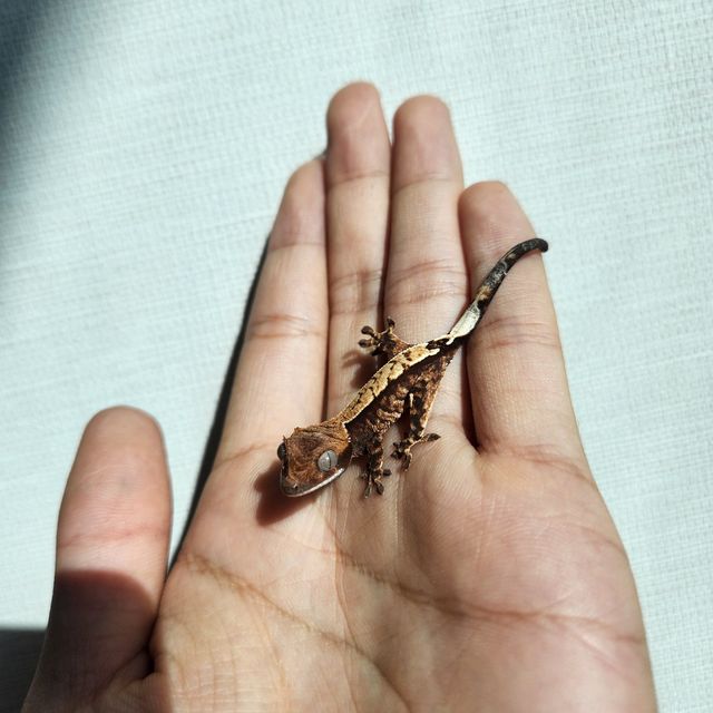 트라이 카푸치노