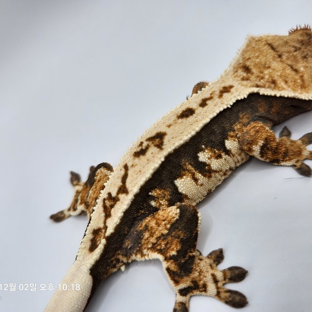 풀핀 트라이 익스트림할리퀸