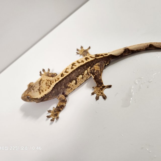 풀핀 쿼드 100%헷아잔틱