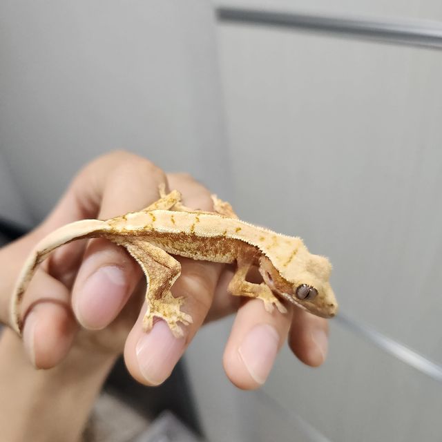 노멀 드리피 레드 트라이 익스트림할리퀸