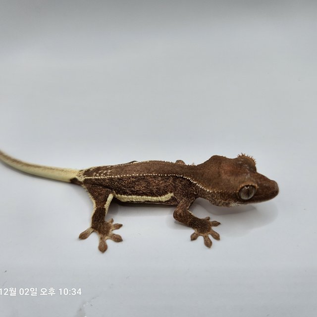 레드 팬텀 릴리화이트