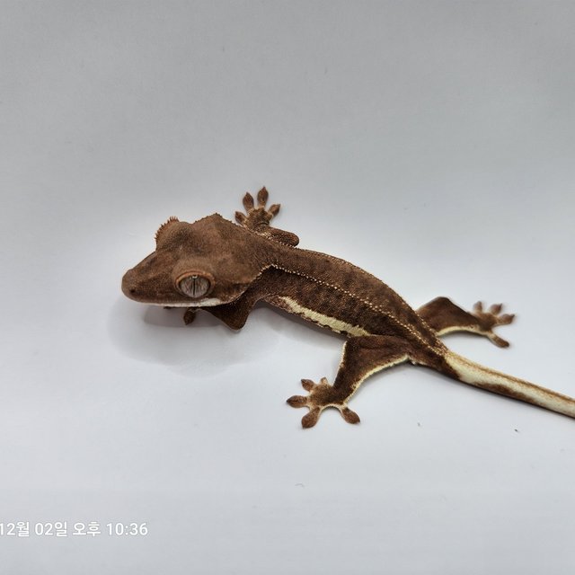 레드 팬텀 릴리화이트