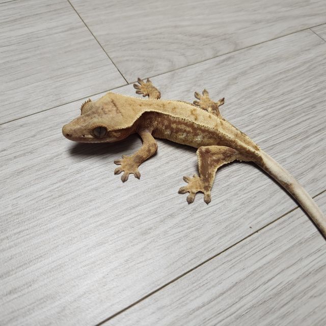 레드 트라이 익스트림할리퀸