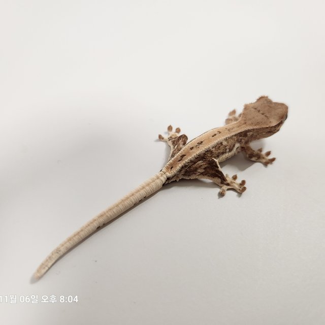 크림시클 릴리화이트