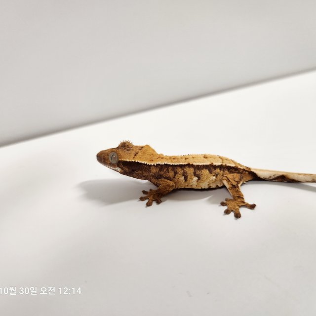 텐저린 드리피 트라이 익스트림할리퀸