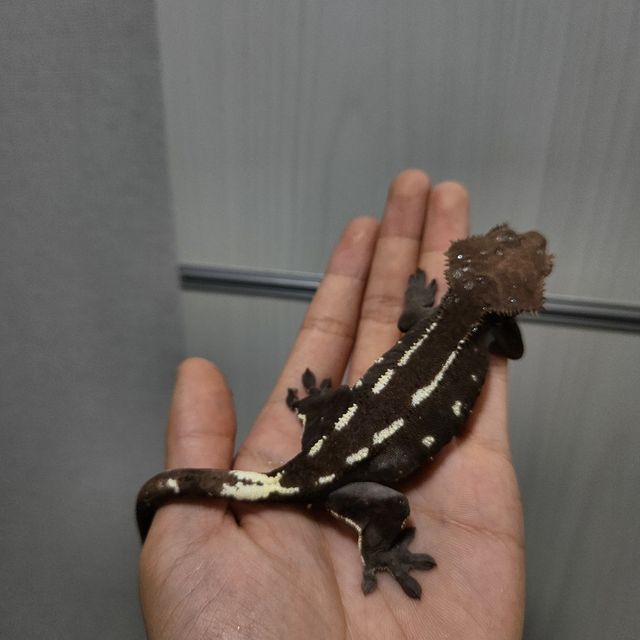 아잔틱