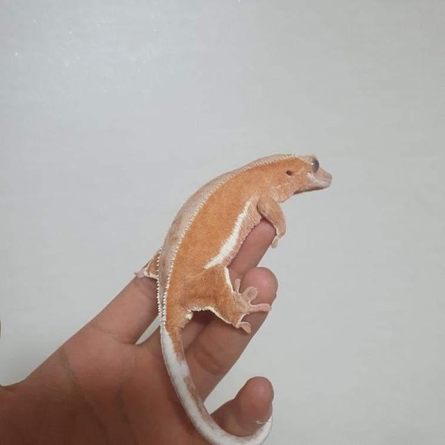 레드 팬텀 릴리화이트