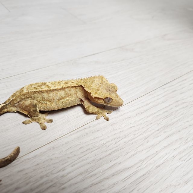 노멀 크림시클