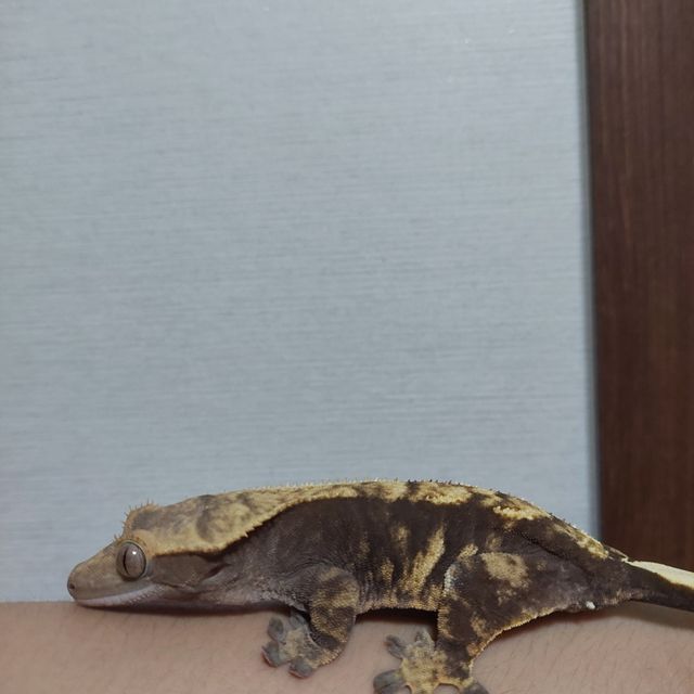 노멀 플레임 다크