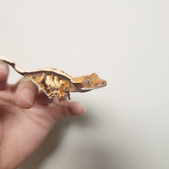 트라이 익스트림할리퀸