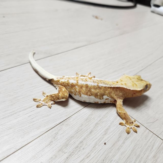 릴리화이트 옐로우 크림시클