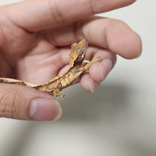 노멀 드리피 트라이 익스트림할리퀸