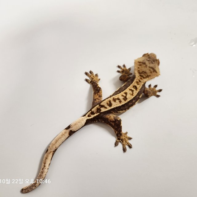 풀핀 쿼드 100%헷아잔틱