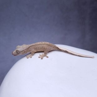 230515까르야화노멀
