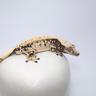 블랙 드리피 화이트스팟