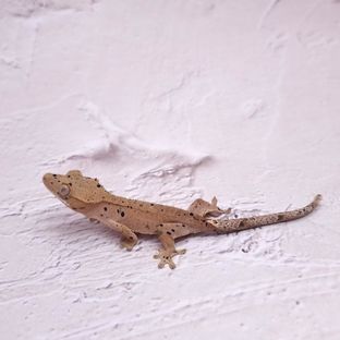 230622팝핑꼬막암추