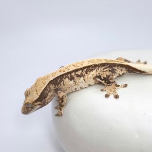 트라이