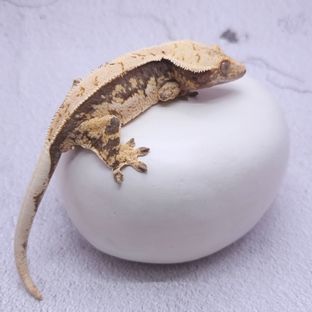 동배