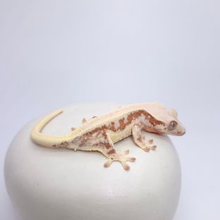 하트니광남릴암
