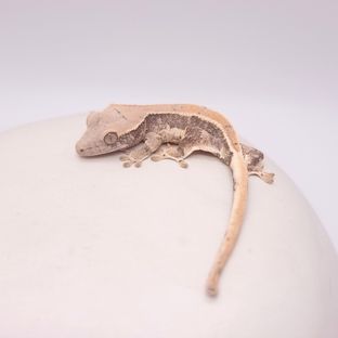 마두팔하트
