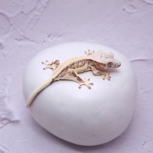 하트니광남릴숫0704