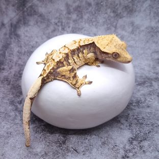 마두팔하트0331암