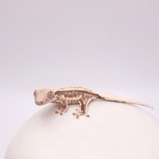호박봉구