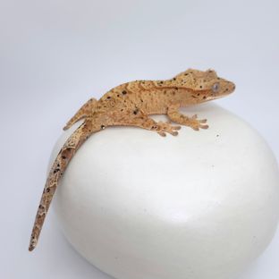 달마시안 슈퍼달마시안