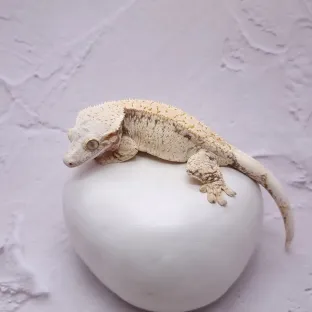 루비