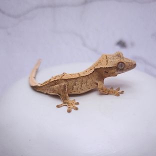 230405까르야화노멀