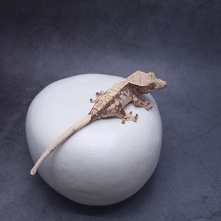 솔티캐리230508암