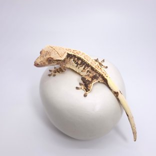 캬라멜탱고암