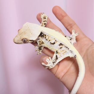 쪼미