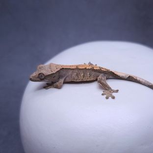 230504봉구베르
