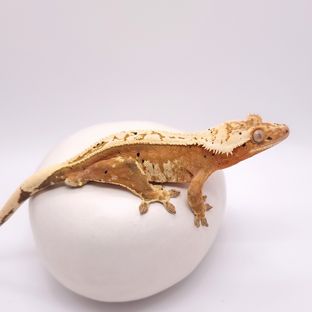 리얼크림시클