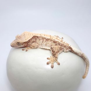레드 드리피 화이트스팟