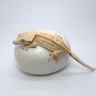 크림 크림시클