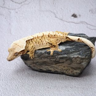 250509루비체셔암