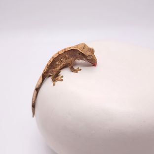 쪼미체다